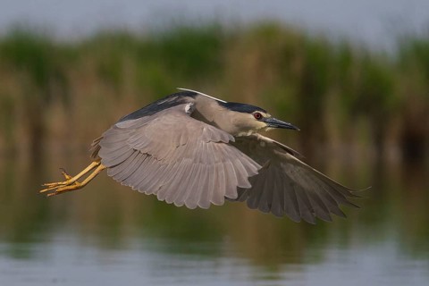 Black-crowned Night Heron (Nycticorax nycticorax) flying, Subotica, Serbia