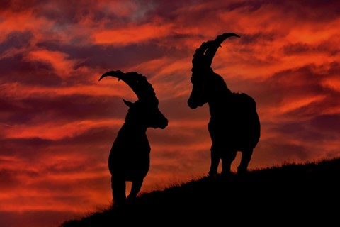Ibex sunset in Alps. Animals silhouettes with orange evening sunset in the Alps. Alpine Ibex, Capra