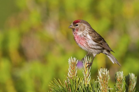 Lesser Redpoll (Acanthis cabaret) male, Vorarlberg, Austria
