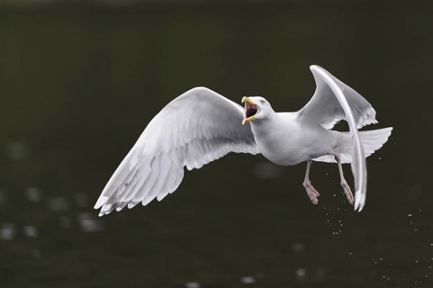 European Herring Gull (Larus argentatus) flying, Nord-Trondelag, Norway