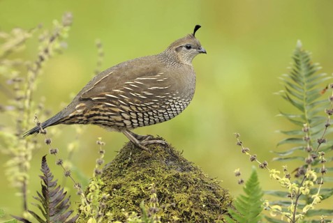 California Quail (Callipepla californica) female, British Columbia, Canada