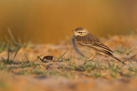 Tawny Pipit - Brachpieper - Anthus campestris, Oman