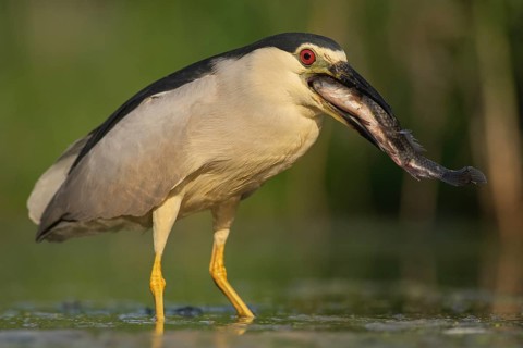 Black-crowned Night Heron (Nycticorax nycticorax) with fish prey in beak, Pusztaszer, Hungary