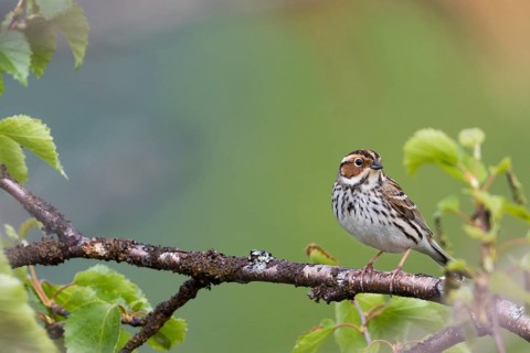 Little Buntint - Zwergammer - Emberiza pusilla, Russia