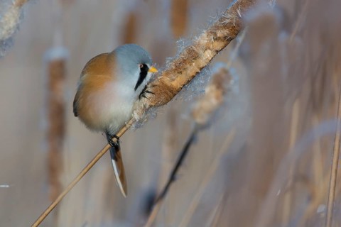 Bearded Reedling (Panurus biarmicus) male feeding on cattail seed, Thuringia, Germany