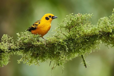 Golden Tanager (Tangara arthus) perched on a mossy branch, Ecuador