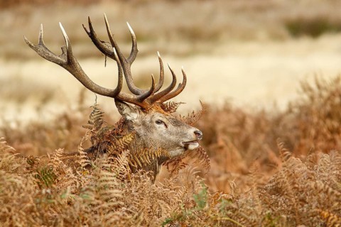 Red Deer (Cervus elaphus), stag during the rut, England, UK