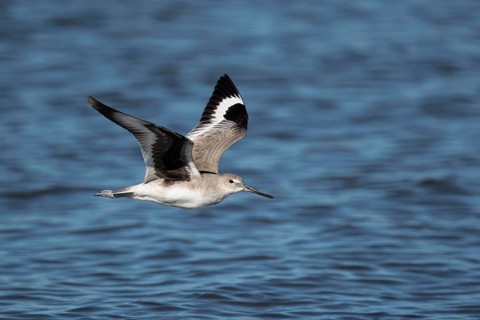 Willet (Tringa semipalmata inornata) flying, Santa Rosa, Guatemala