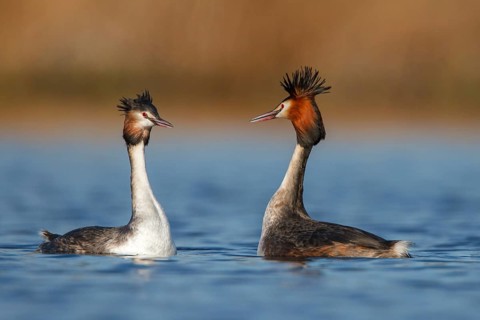 Great Crested Grebe (Podiceps cristatus) pair displaying, Utrecht, Netherlands