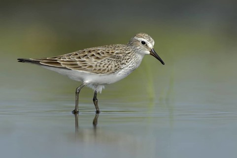 White-rumped Sandpiper (Calidris fuscicollis), Texas, USA