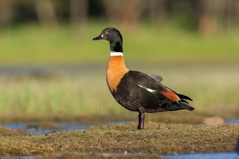 Australian Shelduck (Tadorna tadornoides) male, Victoria, Australia