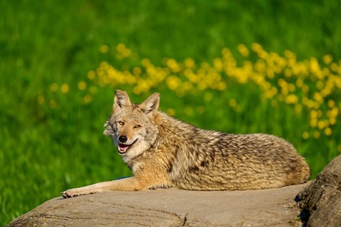 A relaxed coyote lies on a rock with green grass and yellow flowers in the background, Coyote