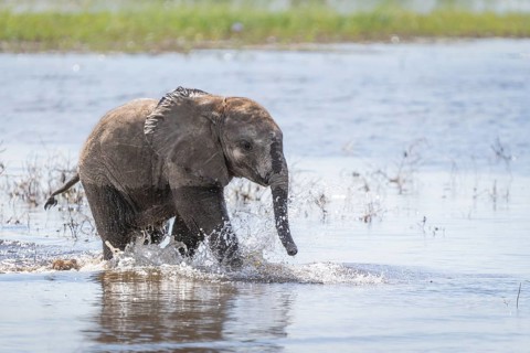 Elephant calf (Loxodonta africana calf) playing in water. Baby happily splashing water in the river