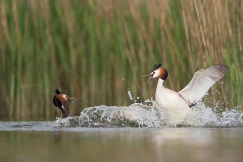 Great Crested Grebe (Podiceps Scalloped ribbonfish) in fierce fight, territorial disputes during