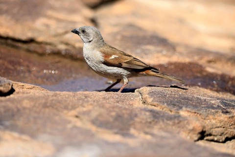 Damara Sparrow (Passer diffusus), adult, at the water's edge, Mountain Zebra National Park, Eastern
