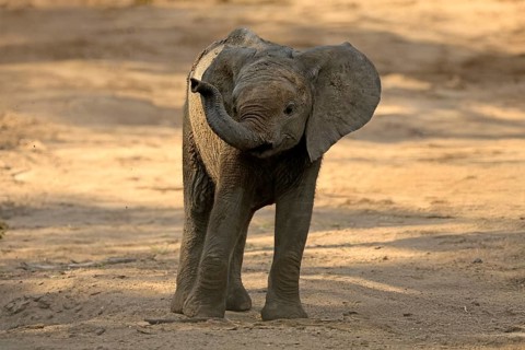 African elephant (Loxodonta africana), young animal, sniffing, trunk, dried up riverbed, Kruger,
