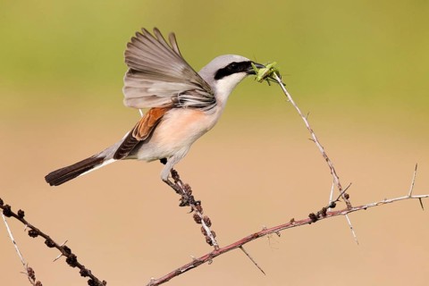 Red-backed Shrike (Lanius collurio) male, Baden-Wuerttemberg, Germany