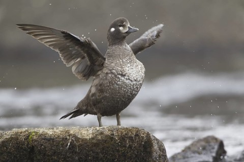 Harlequin Duck (Histrionicus histrionicus) female, Iceland