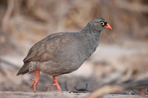 Red-billed Spurfowl (Pternistis adspersus), Namibia