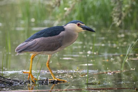Black-crowned Night Heron (Nycticorax nycticorax) foraging, Subotica, Serbia