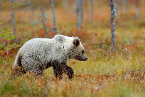 Lonely young cub bear in the pine forest. Bear pup without mother. Light grey animal in nature