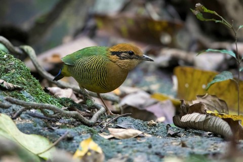 Bar-bellied Pitta (Hydrornis elliotii) female perched on the ground, Cuc Phuong, Vietnam