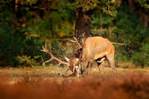 Red deer, rutting season, mud clay water bath. Deer stag, bellow majestic powerful adult animal