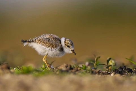 Little Ringed Plover (Charadrius dubius) chick, North Rhine-Westphalia, Germany
