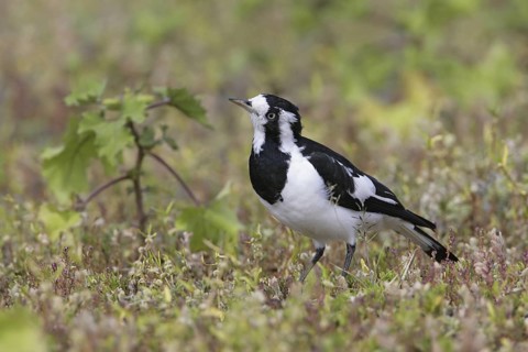 Magpie-Lark (Grallina cyanoleuca) female, New South Wales, Australia