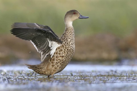 Grey Teal (Anas gracilis), Victoria, Australia