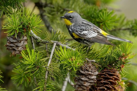 Yellow-rumped Warbler (Dendroica coronata) perched on a branch in the interior of British Columbia,