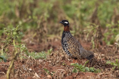 Black Francolin (Francolinus francolinus) male, Paphos, Cyprus