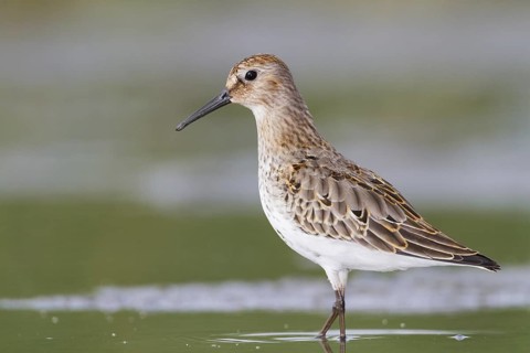 Dunlin (Calidris alpina), Vorarlberg, Austria