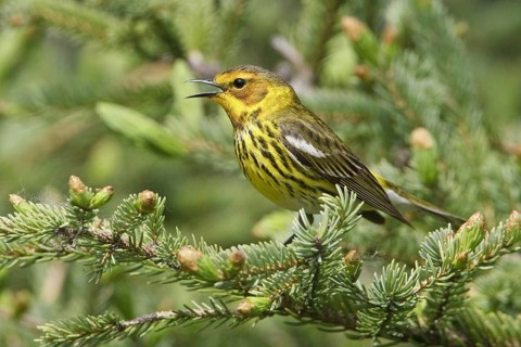 Cape May Warbler (Setophaga tigrina) singing, Manitoba, Canada