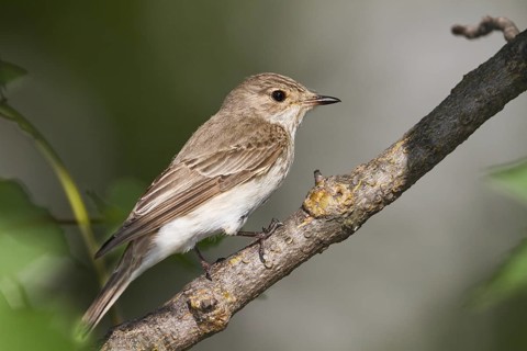 Spotted Flycatcher (Muscicapa striata), Burgenland, Austria