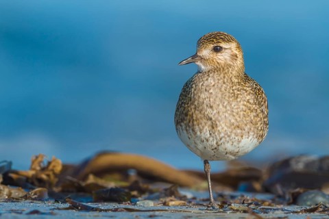 Goldregenpfeifer, Pluvialis apricaria European Golden Plover, Pluvialis apricaria
