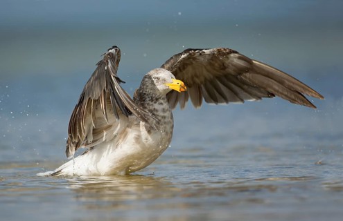 Pacific Gull (Larus pacificus), Victoria, Australia