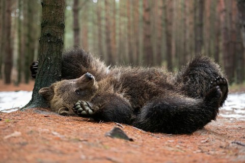 It itches... European brown bear (Ursus arctos) turns on its back, scrubs, scratches itself,