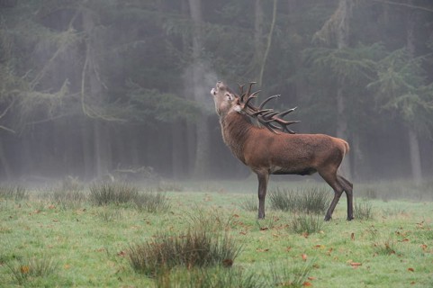 Rutting... Red deer (Cervus elaphus) roaring with fervour, visible cloud of breath, late summer