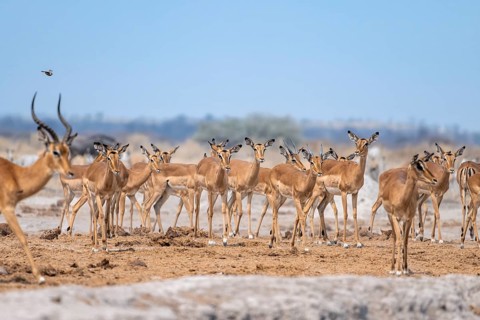 Herd of impala (Aepyceros melampus) at a waterhole, black heeler antelope, Nxai Pan National Park,