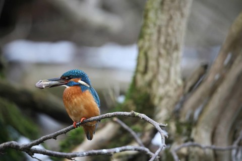 Kingfisher (Alcedo atthis) male in the snow, with a preyed-up common bald ibis (Cottus gobio)
