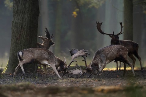 Rivals... Fallow deer (Dama dama), fight of the fallow deer, fallow deer on their rutting ground,