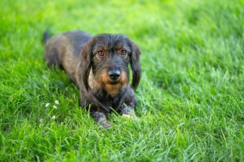 Rough-haired dachshund (Canis lupus familiaris) male, 4 years old, animal portrait, lying on a