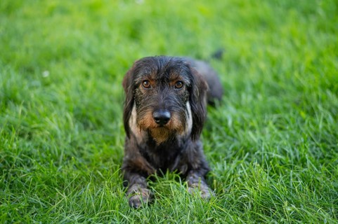 Rough-haired dachshund (Canis lupus familiaris) male, 4 years old, animal portrait, lying on a
