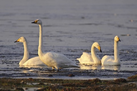 Whooper Swan (Cygnus cygnus), Lower Saxony, Germany