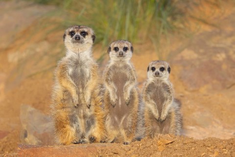 Meerkat (Suricata suricatta) family standing upright next to each other in rocky desert, Castile-La