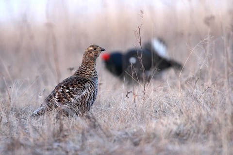 Black Grouse (Lyrurus tetrix) female, Nizhegorodskaya, Russia