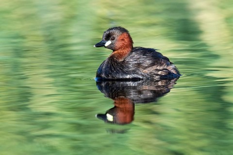 Little Grebe (Tachybaptus ruficollis), Eilat, Israel