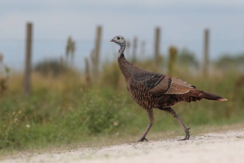Wild Turkey (Meleagris gallopavo) female, Florida, USA