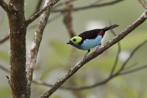 Paradise Tanager (Tangara chilensis), Ecuador